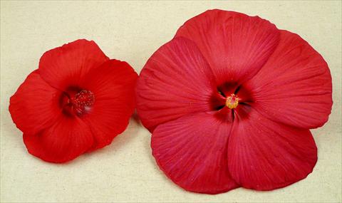 Foto de variedad de flores para ser usadas como: Maceta y planta de temporada Hibiscus moscheutos Newbiscus® Red Sky