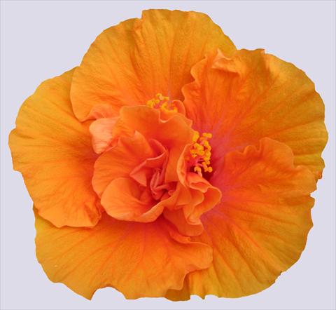 Foto de variedad de flores para ser usadas como: Maceta y planta de temporada Hibiscus rosa-sinensis Ohana® Arancio Doppio