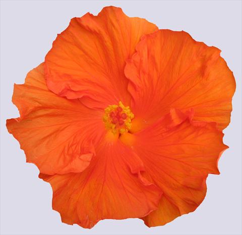 Foto de variedad de flores para ser usadas como: Maceta y planta de temporada Hibiscus rosa-sinensis Ohana® Arancio