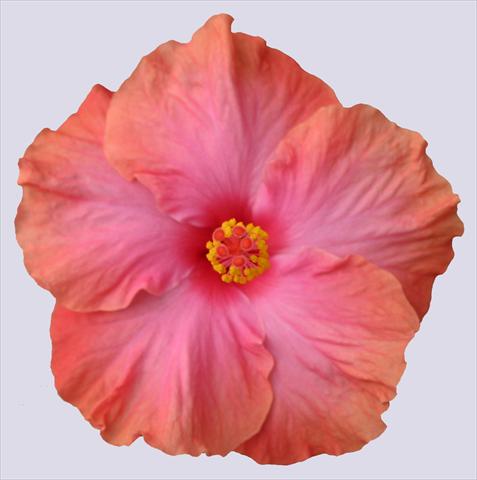 Foto de variedad de flores para ser usadas como: Maceta y planta de temporada Hibiscus rosa-sinensis Ohana® Salmone