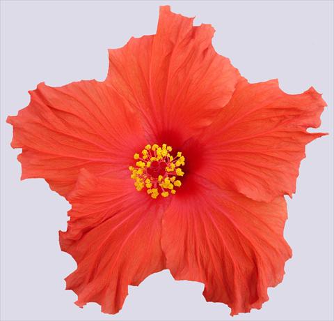 Foto de variedad de flores para ser usadas como: Maceta y planta de temporada Hibiscus rosa-sinensis Paramaribo