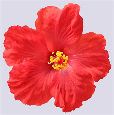 Foto de variedad de flores para ser usadas como: Maceta y planta de temporada Hibiscus rosa-sinensis Sunny Cities® Porto