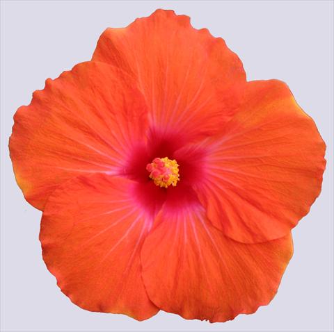 Foto de variedad de flores para ser usadas como: Maceta y planta de temporada Hibiscus rosa-sinensis Trade Winds Calypso® Orange