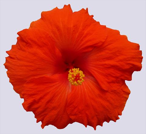 Foto de variedad de flores para ser usadas como: Maceta y planta de temporada Hibiscus rosa-sinensis Trade Winds Calypso® Red
