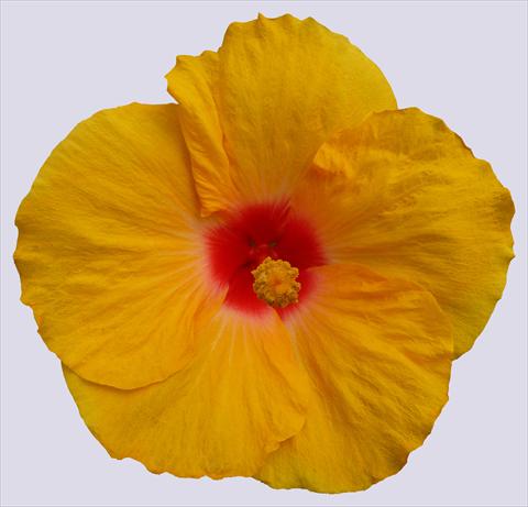 Foto de variedad de flores para ser usadas como: Maceta y planta de temporada Hibiscus rosa-sinensis Trade Winds Calypso® Yellow