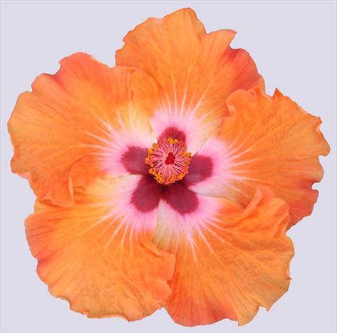 Foto de variedad de flores para ser usadas como: Maceta y planta de temporada Hibiscus rosa-sinensis Trade Winds Casa Grande® Orange