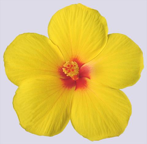 Foto de variedad de flores para ser usadas como: Maceta y planta de temporada Hibiscus rosa-sinensis Trade Winds Cassiopea Wind®