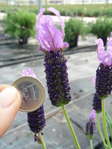 Foto de variedad de flores para ser usadas como: Maceta y planta de temporada Lavandula stoechas Springbreak® Violet Lace
