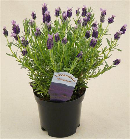 Foto de variedad de flores para ser usadas como: Maceta y planta de temporada Lavandula stoechas Springbreak® Winter Bee
