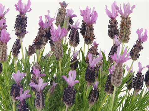 Foto de variedad de flores para ser usadas como: Maceta y planta de temporada Lavandula stoechas Springbreak® Winter Lace
