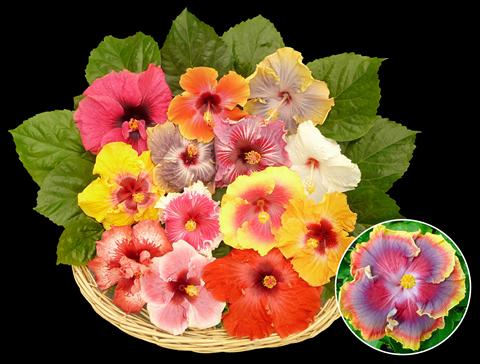 Foto de variedad de flores para ser usadas como: Maceta y planta de temporada Hibiscus rosa-sinensis Jumboliscus®