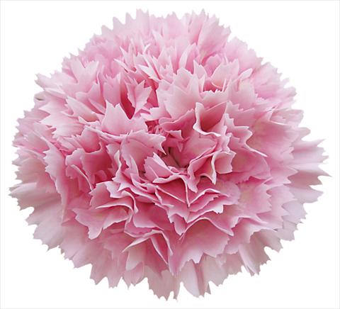 Foto de variedad de flores para ser usadas como: Flor cortada Dianthus caryophyllus Nobbio® Lavender Chic