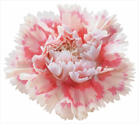 Foto de variedad de flores para ser usadas como: Flor cortada Dianthus caryophyllus Nobbio® Pink Delight