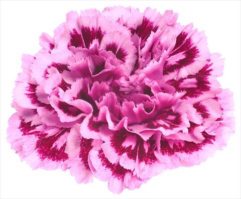 Foto de variedad de flores para ser usadas como: Flor cortada Dianthus caryophyllus Nobbio® Spotlight