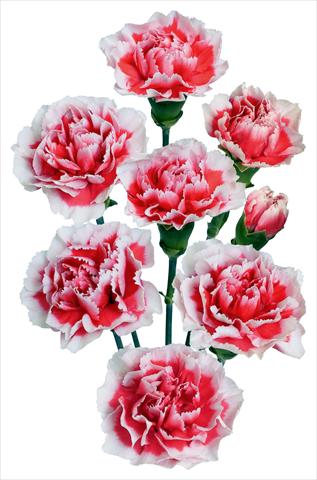 Foto de variedad de flores para ser usadas como: Flor cortada Dianthus caryophyllus U2