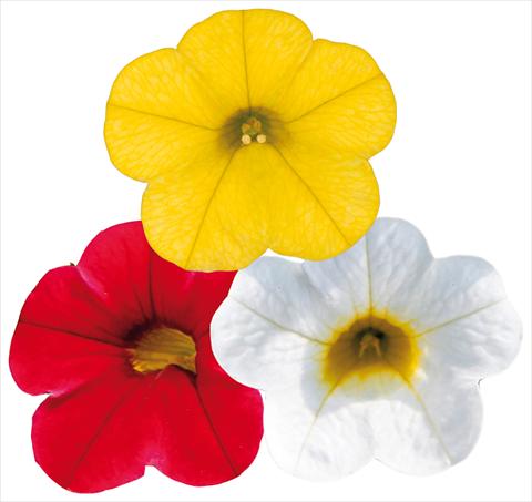Foto de variedad de flores para ser usadas como: Maceta, patio, Tarrina de colgar 3 Combo ColoursGames Capri Mix