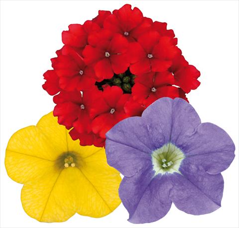 Foto de variedad de flores para ser usadas como: Maceta, patio, Tarrina de colgar 3 Combo ColoursGames Contrast Mix 1