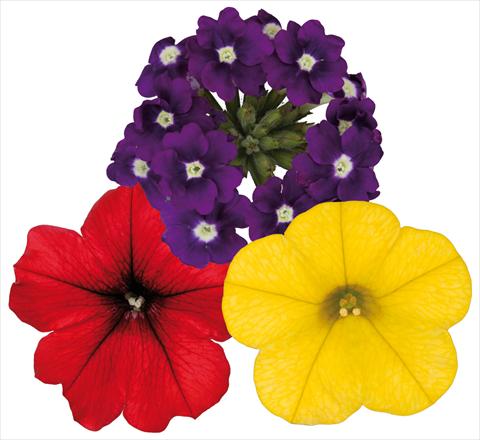 Foto de variedad de flores para ser usadas como: Maceta, patio, Tarrina de colgar 3 Combo ColoursGames Contrast Mix 2
