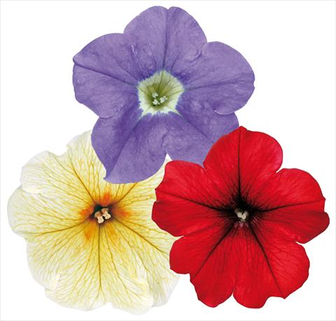 Foto de variedad de flores para ser usadas como: Maceta, patio, Tarrina de colgar 3 Combo ColoursGames Surfinia Contrast Mix