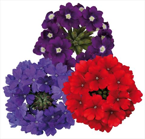 Foto de variedad de flores para ser usadas como: Maceta, patio, Tarrina de colgar 3 Combo ColoursGames Temari Contrast Mix