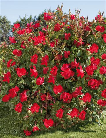 Foto de variedad de flores para ser usadas como: Maceta y planta de temporada Rosa paesaggistica La Sevillana® Plus
