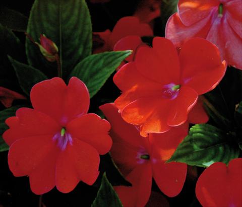 Foto de variedad de flores para ser usadas como: Maceta y planta de temporada Impatiens N. Guinea SunPatiens® Spreading Corona