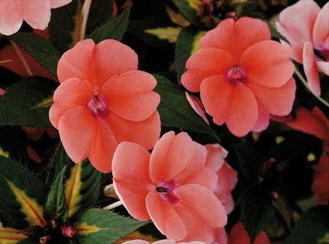 Foto de variedad de flores para ser usadas como: Maceta y planta de temporada Impatiens N. Guinea SunPatiens® Vigorous Coral