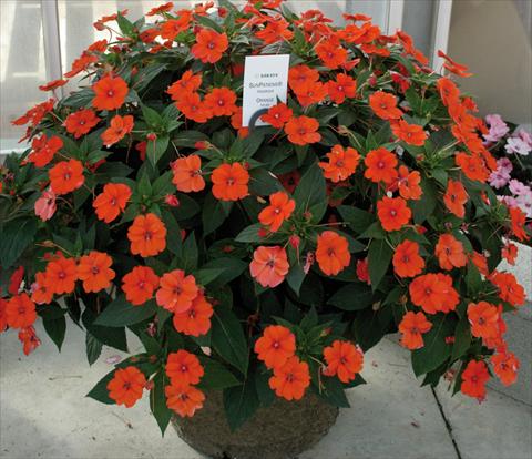 Foto de variedad de flores para ser usadas como: Maceta y planta de temporada Impatiens N. Guinea SunPatiens® Vigorous Orange