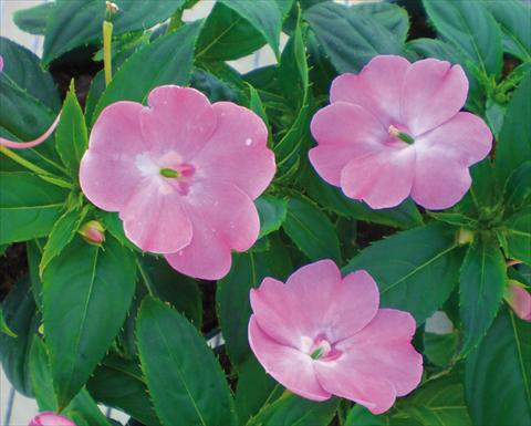 Foto de variedad de flores para ser usadas como: Maceta y planta de temporada Impatiens N. Guinea SunPatiens® Vigorous Pink