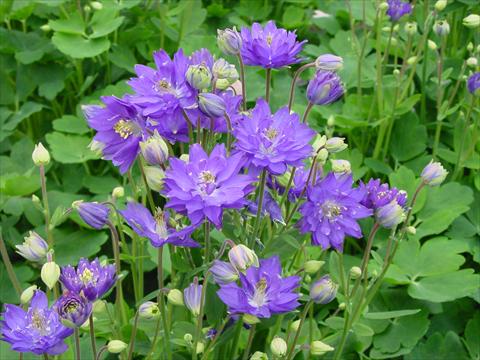 Foto de variedad de flores para ser usadas como: Maceta y planta de temporada Aquilegia vulgaris Clementine Blue