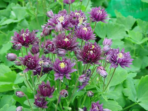 Foto de variedad de flores para ser usadas como: Maceta y planta de temporada Aquilegia vulgaris Clementine Dark Purple