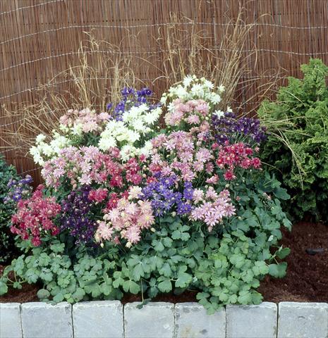 Foto de variedad de flores para ser usadas como: Maceta y planta de temporada Aquilegia vulgaris Clementine Formula Mix