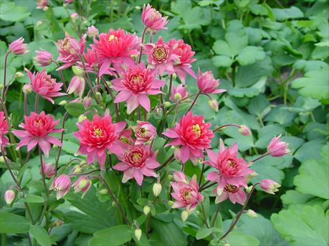 Foto de variedad de flores para ser usadas como: Maceta y planta de temporada Aquilegia vulgaris Clementine Red