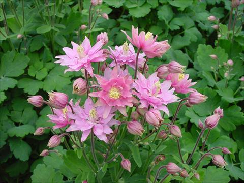 Foto de variedad de flores para ser usadas como: Maceta y planta de temporada Aquilegia vulgaris Clementine Rose