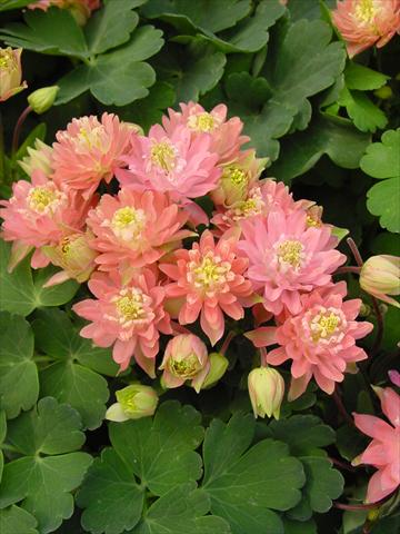 Foto de variedad de flores para ser usadas como: Maceta y planta de temporada Aquilegia vulgaris Clementine Salmon Rose