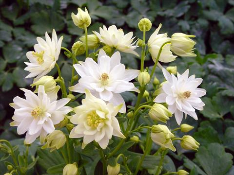 Foto de variedad de flores para ser usadas como: Maceta y planta de temporada Aquilegia vulgaris Clementine White