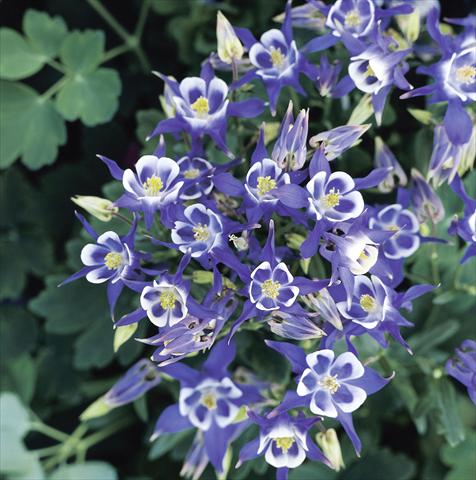 Foto de variedad de flores para ser usadas como: Maceta y planta de temporada Aquilegia vulgaris Winky Blue-White Imp