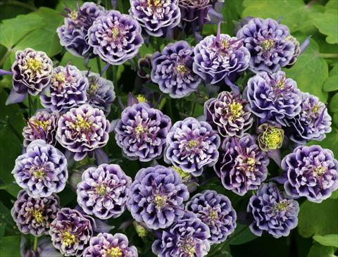 Foto de variedad de flores para ser usadas como: Maceta y planta de temporada Aquilegia vulgaris Winky Double Dark Blue-White