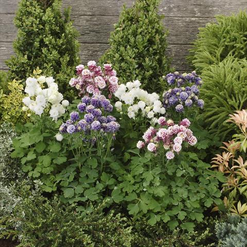 Foto de variedad de flores para ser usadas como: Maceta y planta de temporada Aquilegia vulgaris Winky Double Formula mix