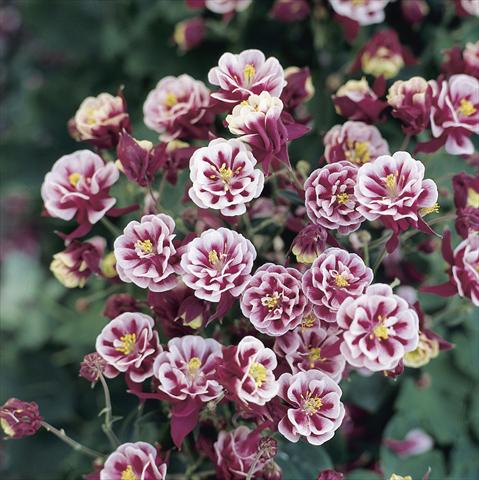 Foto de variedad de flores para ser usadas como: Maceta y planta de temporada Aquilegia vulgaris Winky Double Red-White