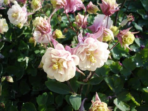 Foto de variedad de flores para ser usadas como: Maceta y planta de temporada Aquilegia vulgaris Winky Double Rose-White