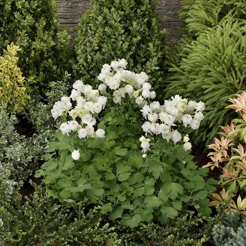 Foto de variedad de flores para ser usadas como: Maceta y planta de temporada Aquilegia vulgaris Winky Double White-White