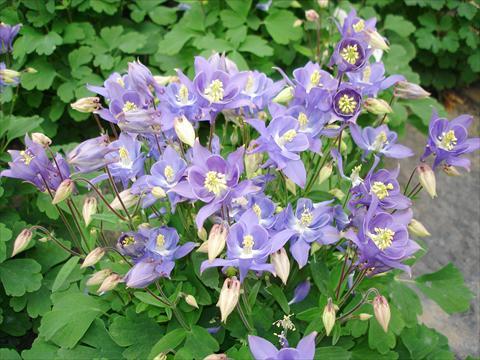 Foto de variedad de flores para ser usadas como: Maceta y planta de temporada Aquilegia vulgaris Winky Early Sky Blue
