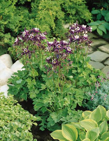 Foto de variedad de flores para ser usadas como: Maceta y planta de temporada Aquilegia vulgaris Winky Purple-White