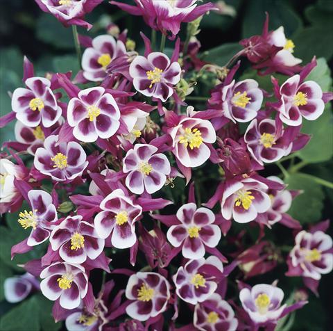 Foto de variedad de flores para ser usadas como: Maceta y planta de temporada Aquilegia vulgaris Winky Red-White