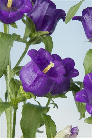 Foto de variedad de flores para ser usadas como: Maceta y planta de temporada Campanula medium Campana Blue