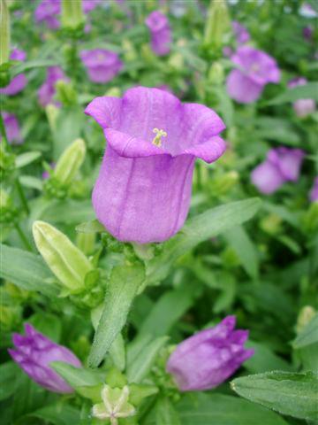 Foto de variedad de flores para ser usadas como: Maceta y planta de temporada Campanula medium Campana Lilac