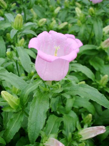 Foto de variedad de flores para ser usadas como: Maceta y planta de temporada Campanula medium Campana Pink