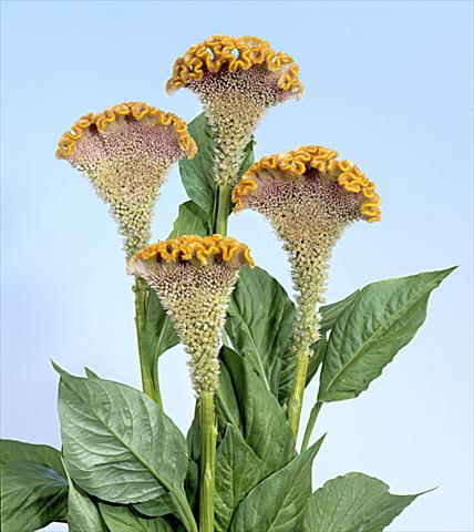 Foto de variedad de flores para ser usadas como: Maceta y planta de temporada Celosia cristata Bombay Fidor