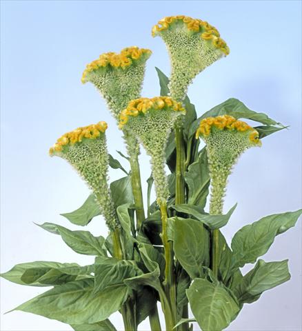 Foto de variedad de flores para ser usadas como: Maceta y planta de temporada Celosia cristata Bombay Figo